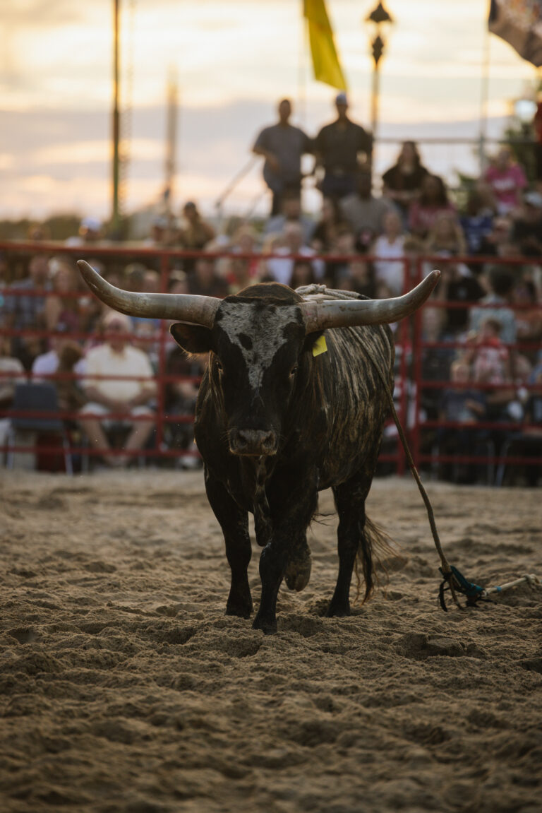 A bull faces directly at the camera
